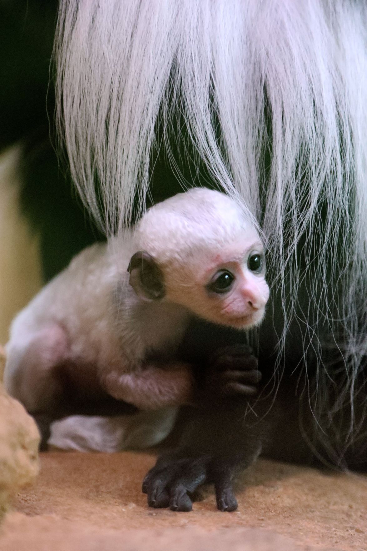 Baby colobus monkey